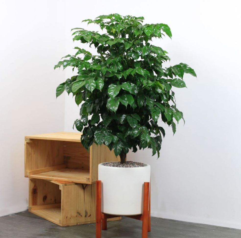 C&acirc;y Hạnh Ph&uacute;c